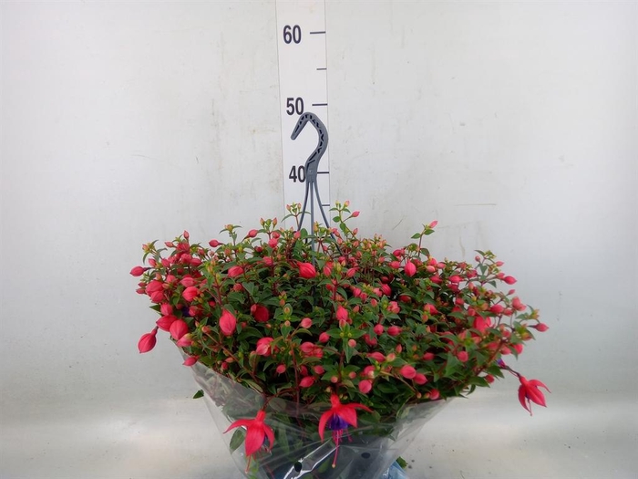 <h4>Fuchsia  'Bella Fuchsia Maria'</h4>
