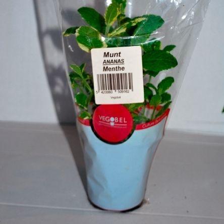 <h4>Munt Aananas P9</h4>