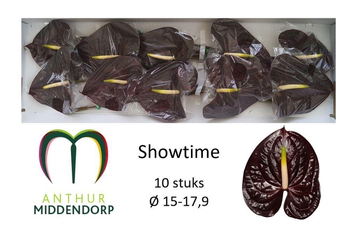 <h4>ANTH A SHOWTIME</h4>