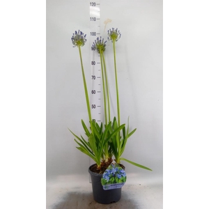 Agapanthus afric.