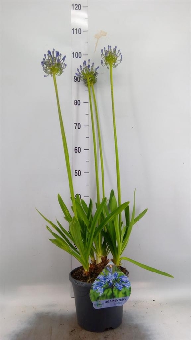 <h4>Agapanthus afric.</h4>