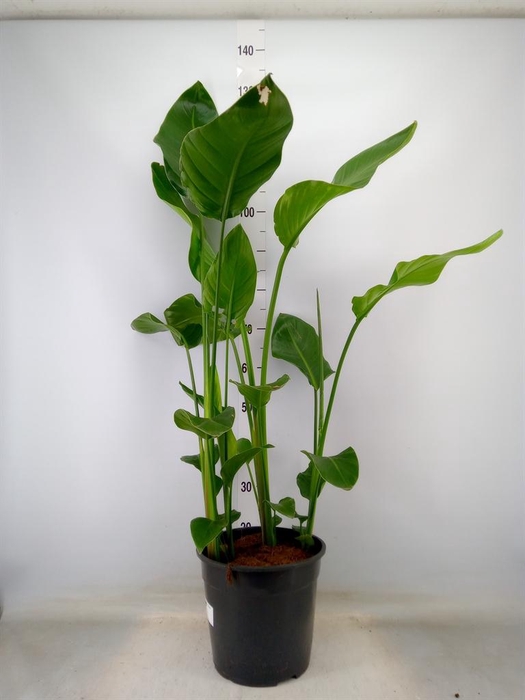 <h4>Strelitzia alba</h4>