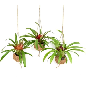 Bromelia variés