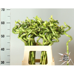 DRAC LUCKY BAMBOO