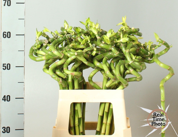 <h4>DRAC LUCKY BAMBOO</h4>