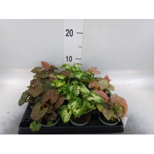 Syngonium ...
