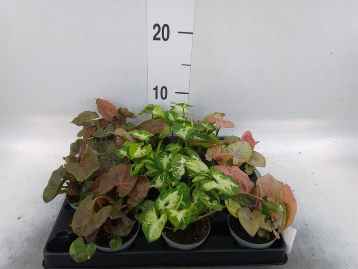 <h4>Syngonium   ...</h4>