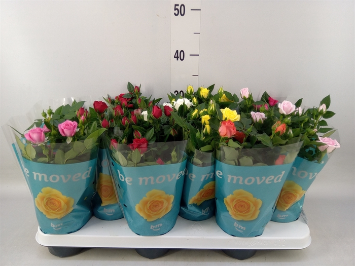 <h4>Rosa  'Beau Monde'   ...mix</h4>