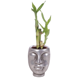 Lucky Bamboo Toef in Ceramic Face Pot Silver Ø09cm