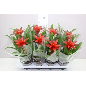 Guzmania Amoretto