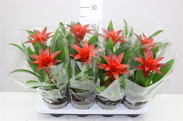 <h4>Guzmania Amoretto</h4>
