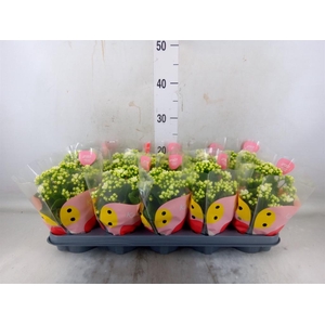 Kalanchoe  'RoseFlow Greta'