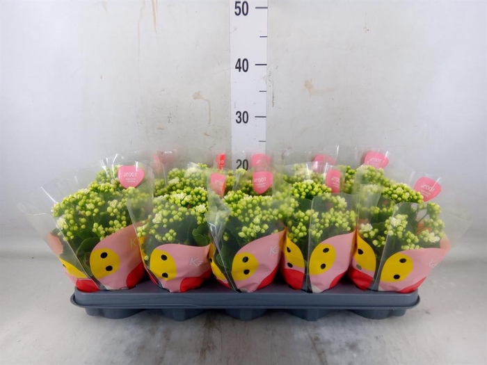 <h4>Kalanchoe  'RoseFlow Greta'</h4>
