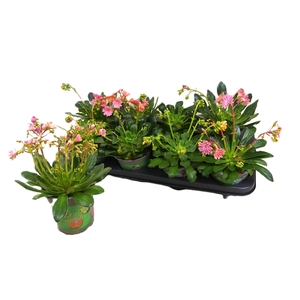 LEWI COTYLEDON