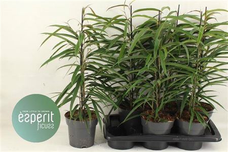 <h4>Ficus Alii</h4>