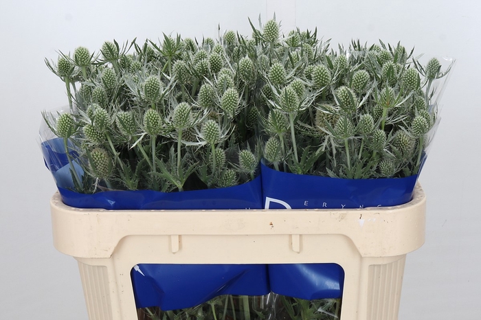 <h4>Eryngium Silver Dynamite</h4>