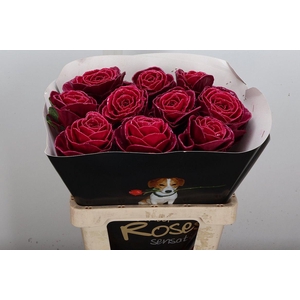 Brassica Wx (ex) Cerise