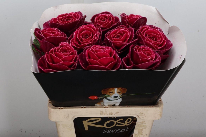 <h4>Brassica Wx (ex) Cerise</h4>