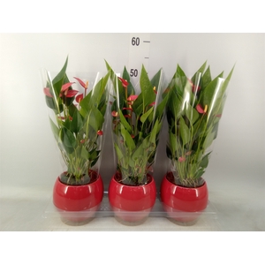 Anthurium andr. 'Mill Flowers Red'