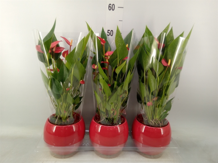 <h4>Anthurium andr. 'Mill Flowers Red'</h4>