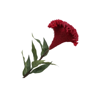 Celosia Red