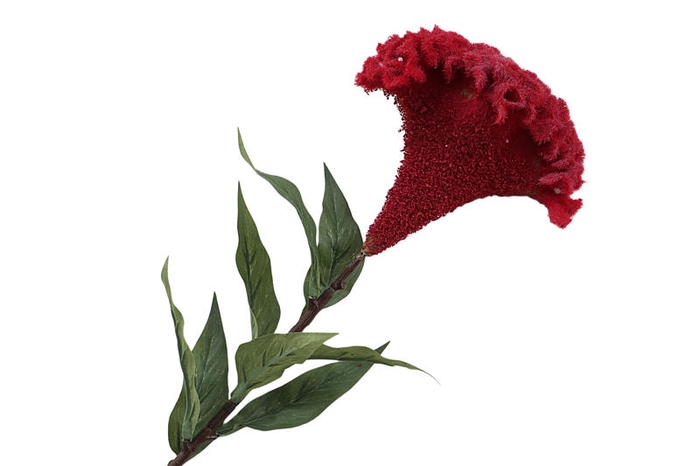 Celosia Red
