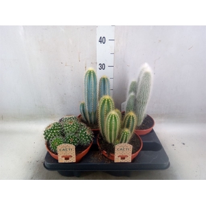 Cactus   ...mix
