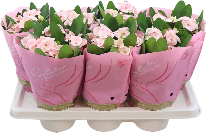 <h4>Euphorbia Milii Charlotte</h4>