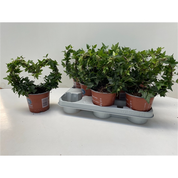 <h4>Hedera Shamrock Hart Mini</h4>