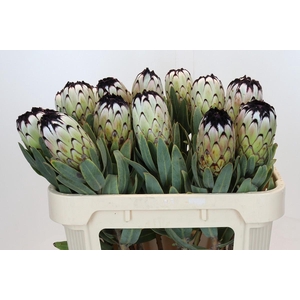 Protea Niobe