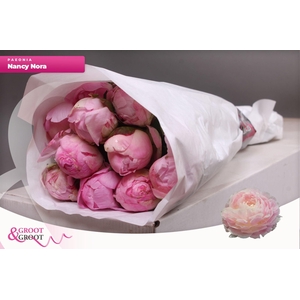 Paeonia Nancy Nora
