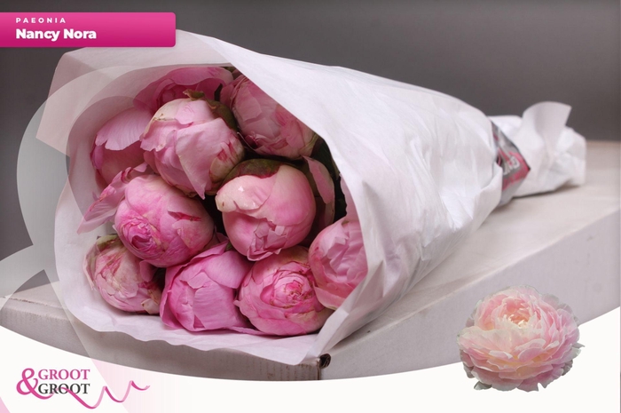 <h4>Paeonia Nancy Nora</h4>