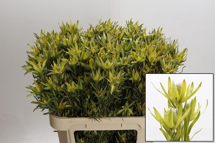 <h4>LEUCAD PIZZA</h4>