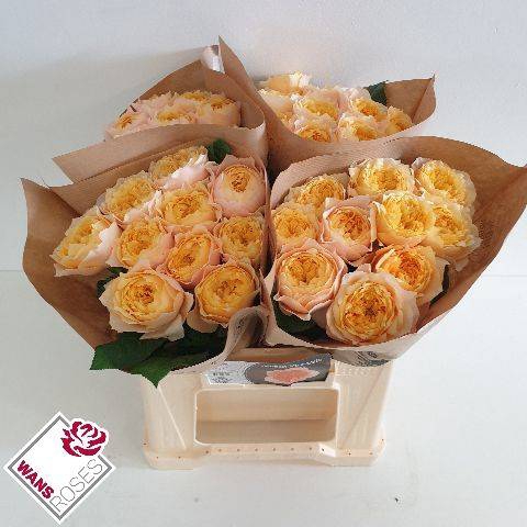 <h4>Rosa Garden Vuvuzela Golden</h4>
