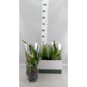 Epiphyllum anguliger