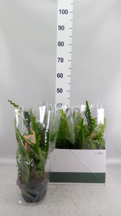 <h4>Epiphyllum anguliger</h4>