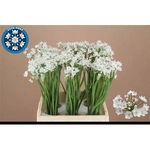 Allium Neapolitanum Zuid Oost