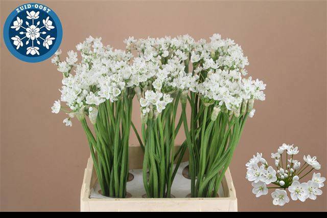 <h4>Allium Neapolitanum Zuid Oost</h4>