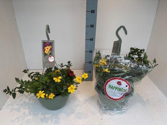 <h4>PERKPL GEM IN POT</h4>