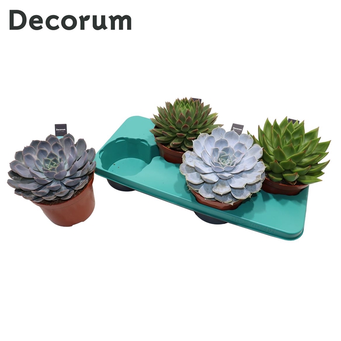 <h4>Echeveria Mix (4spc.) (decorum)</h4>