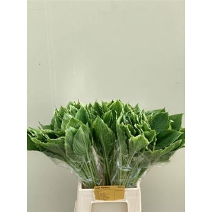 HOSTA UNDULATA ALBOM 55CM