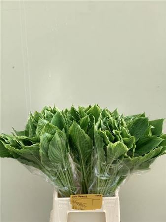 <h4>HOSTA UNDULATA ALBOM 55CM</h4>