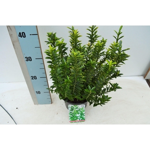 Euonymus japonicus 'Microphyllus Aureovariegatus'