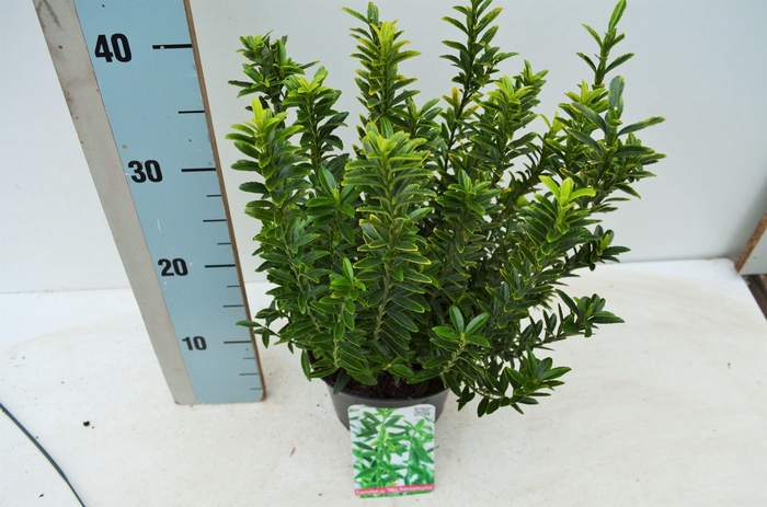 <h4>Euonymus japonicus 'Microphyllus Aureovariegatus'</h4>