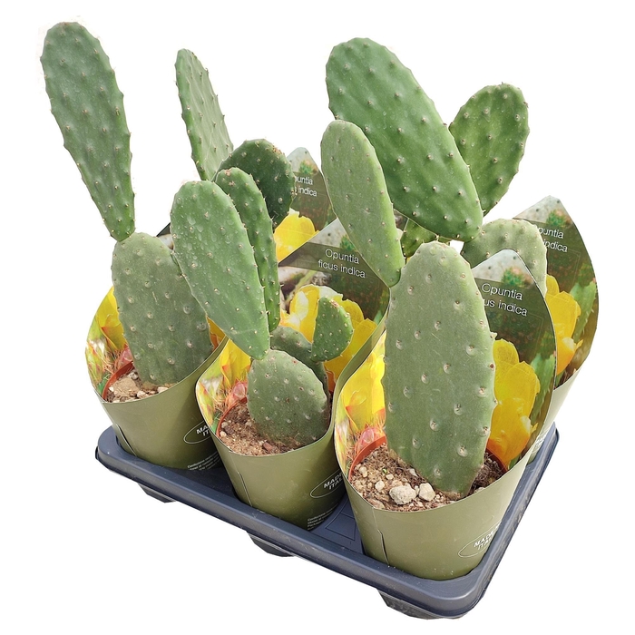 <h4>OPUNTIA</h4>