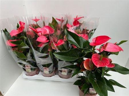 <h4>Anthu An Melito 7-8 Bloemen+</h4>