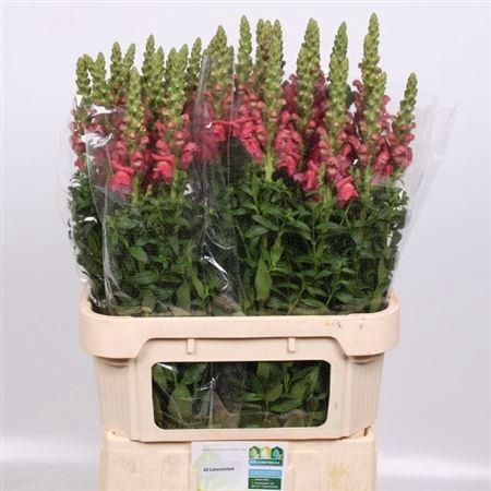 <h4>Antir Cool Rose</h4>