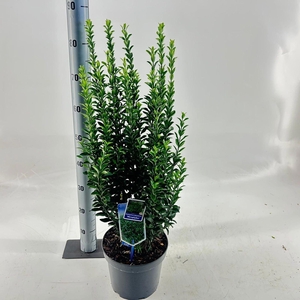 Euonymus japonicus Microphyllus