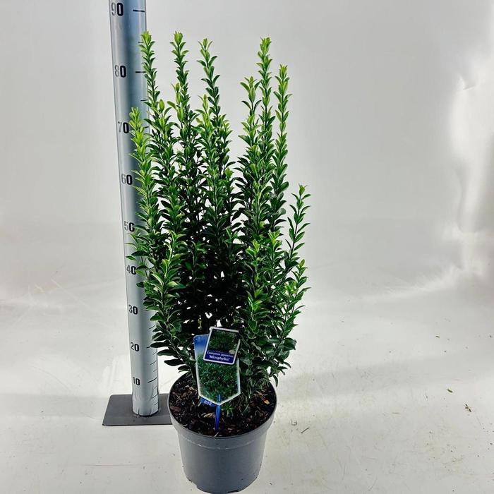 Euonymus japonicus Microphyllus