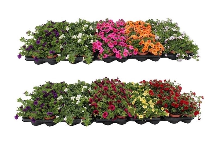 <h4>Calibrachoa Minifamous</h4>